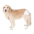 （2つの10%）日本Petio派のペレット用品犬用纸おむつ生理ズボンズ号4 kg以内のミニ犬、ウエスト30-46 cm