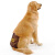 大きな犬の生理のズボンンの女性の大型の犬のコキのページツツの月经のズボンンの小さい犬のおばさんの生理のズボンンの金毛の卫生的なズボンボンのピンクL-参考体重の40-70斤